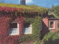 С помощью привлекательного озеленения фасада и крыши из этого, прямо скажем, невзрачного дома возник небольшой самоцвет