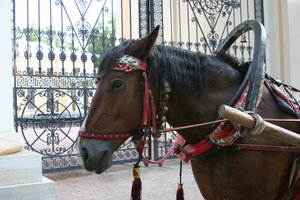 Официальное катание на лошадях в Архангельском